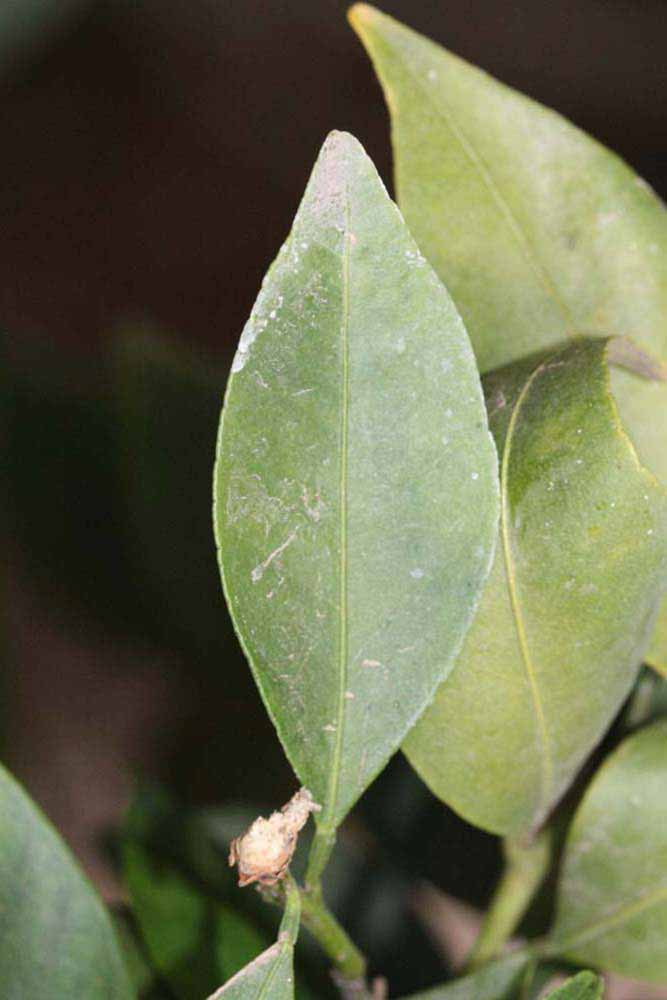            Unifoliolate leaf (Riverside, CA)   